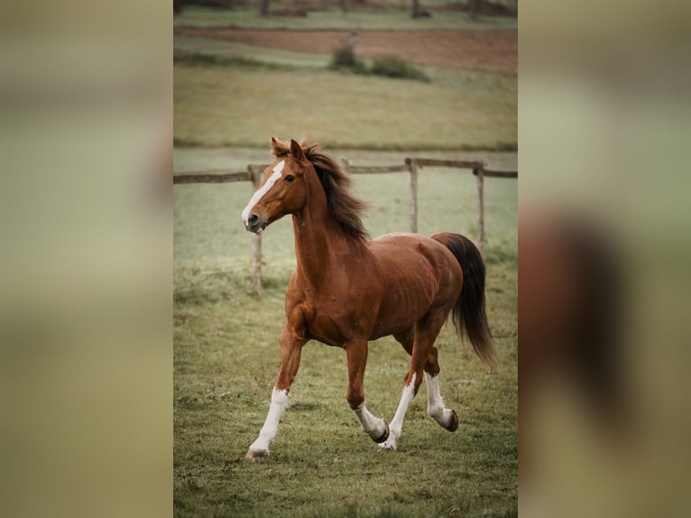 KWPN Merrie 16 Jaar 162 cm Vos in Bretten