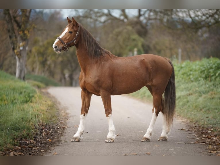 KWPN Merrie 16 Jaar 162 cm Vos in Bretten