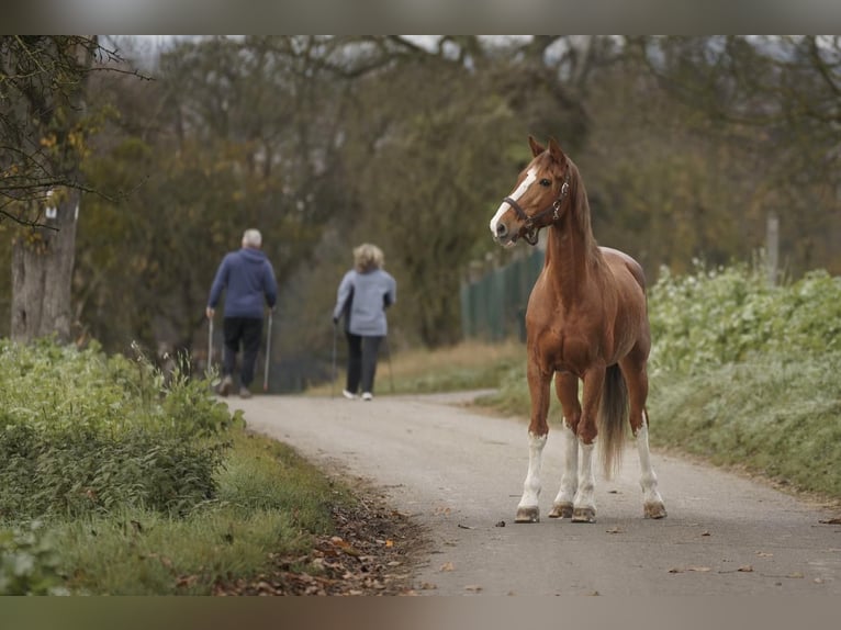 KWPN Merrie 16 Jaar 162 cm Vos in Bretten