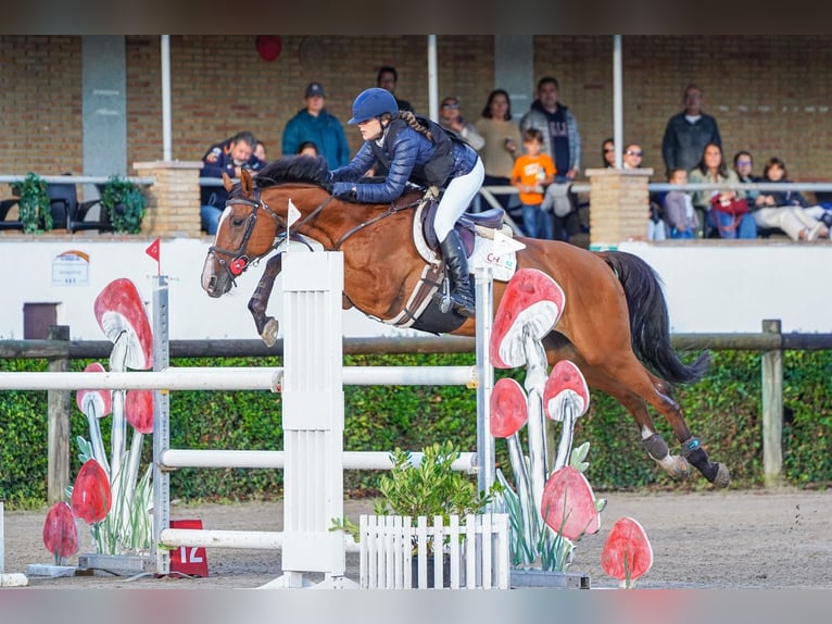 KWPN Merrie 16 Jaar 163 cm Bruin in Zamora