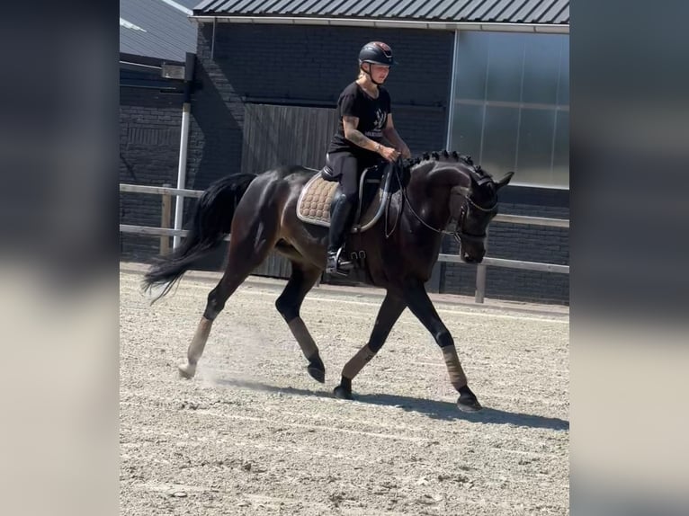 KWPN Merrie 16 Jaar 163 cm  in Nettetal