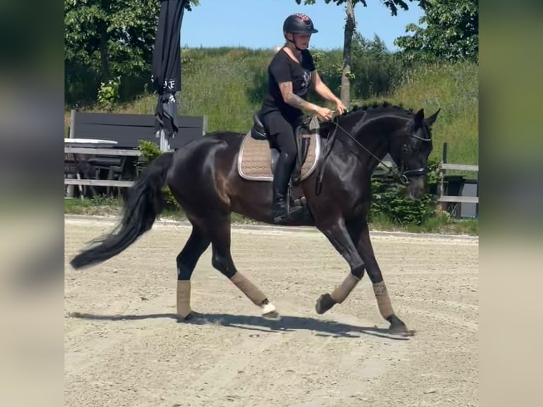 KWPN Merrie 16 Jaar 163 cm  in Nettetal