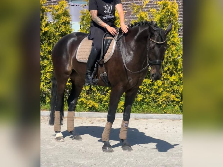 KWPN Merrie 16 Jaar 163 cm  in Nettetal