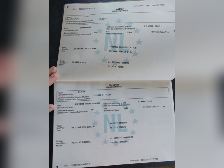 KWPN Merrie 16 Jaar 163 cm Schimmel in Kirchbichl