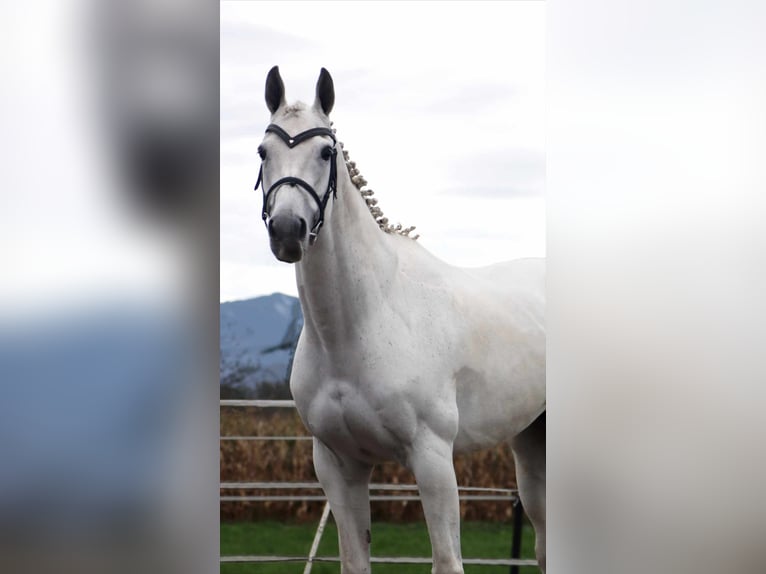 KWPN Merrie 16 Jaar 163 cm Schimmel in Kirchbichl