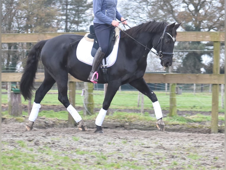 KWPN Merrie 16 Jaar 163 cm Zwart in Achtmaal