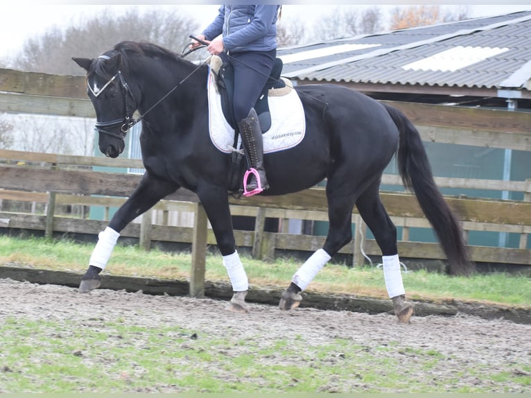 KWPN Merrie 16 Jaar 163 cm Zwart in Achtmaal