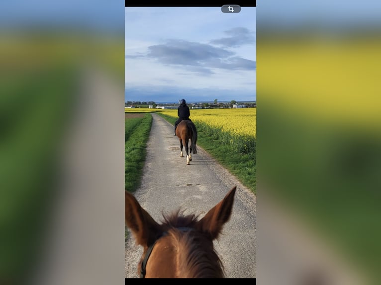 KWPN Merrie 16 Jaar 165 cm Bruin in Bad Arolsen