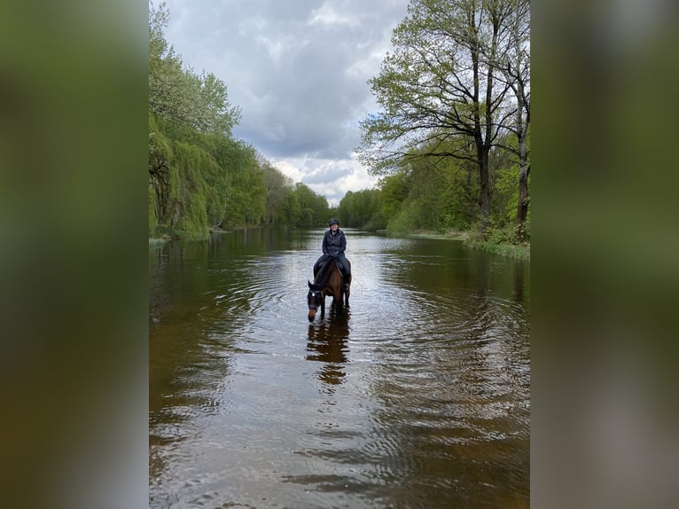 KWPN Mix Merrie 16 Jaar 165 cm Bruin in Rüthen-Westereiden