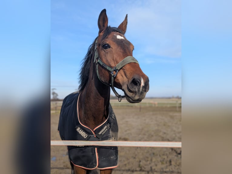 KWPN Merrie 16 Jaar 165 cm Donkerbruin in Elst