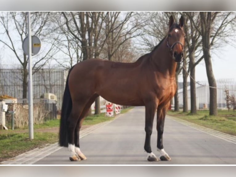 KWPN Merrie 16 Jaar 166 cm Bruin in Roma