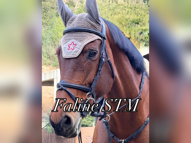KWPN Merrie 16 Jaar 166 cm Bruin in Roma
