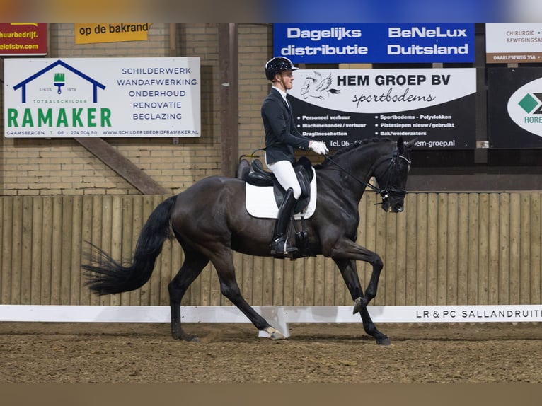 KWPN Merrie 16 Jaar 166 cm Zwart in IJsselmuiden