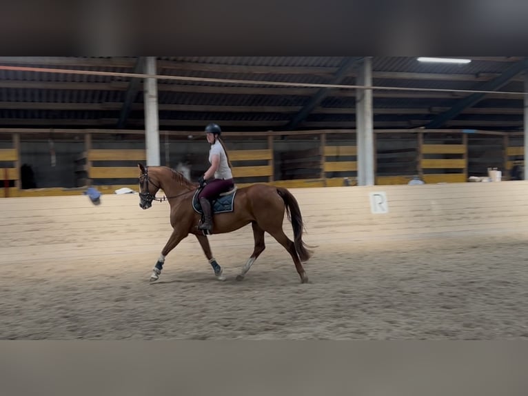 KWPN Merrie 16 Jaar 167 cm Vos in Pelmberg