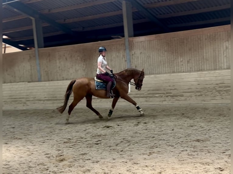 KWPN Merrie 16 Jaar 167 cm Vos in Pelmberg