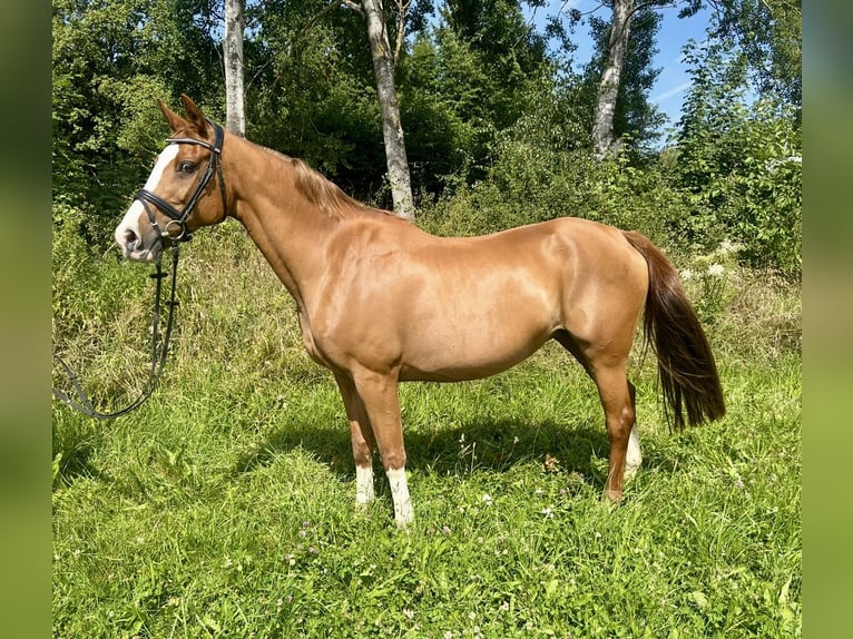 KWPN Merrie 16 Jaar 167 cm Vos in Pelmberg