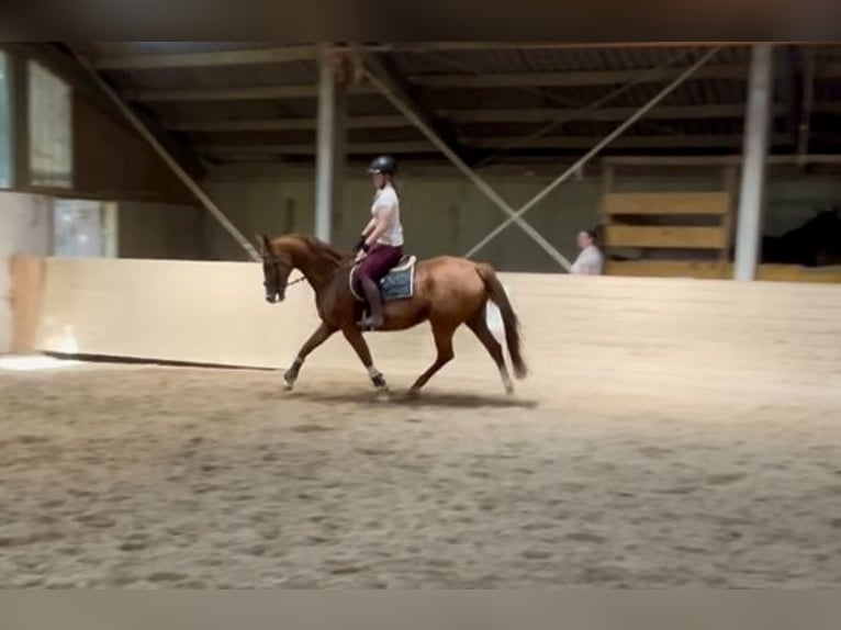 KWPN Merrie 16 Jaar 167 cm Vos in Pelmberg