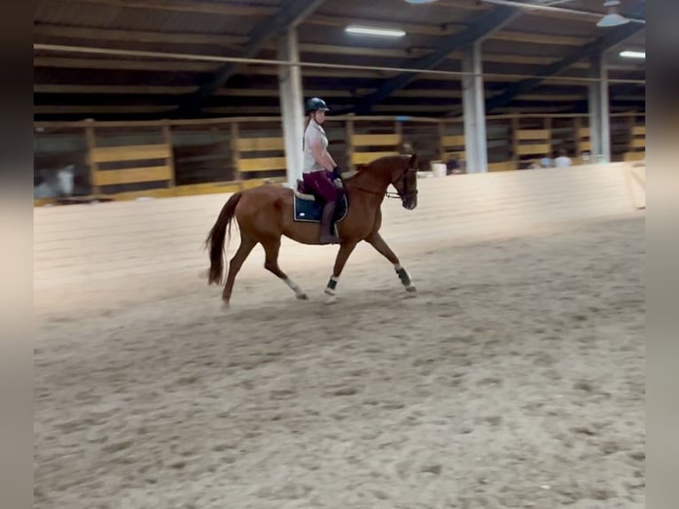 KWPN Merrie 16 Jaar 167 cm Vos in Pelmberg