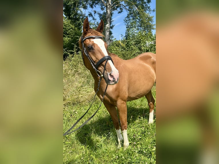 KWPN Merrie 16 Jaar 167 cm Vos in Pelmberg