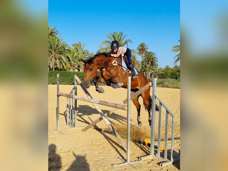 KWPN Mix Merrie 16 Jaar 168 cm Bruin in Valverde Bajo