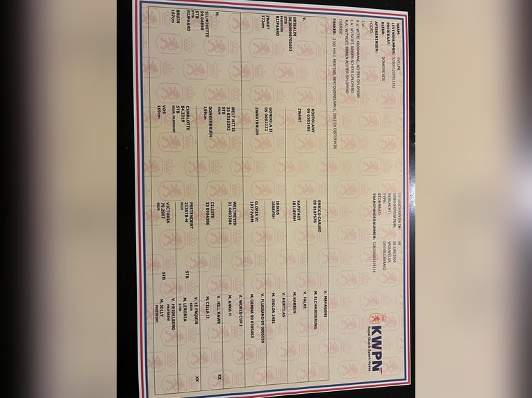 KWPN Merrie 16 Jaar 168 cm Vos in Vierpolders