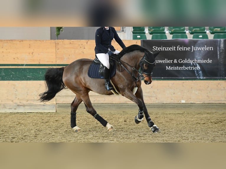 KWPN Merrie 16 Jaar 170 cm Bruin in Straß