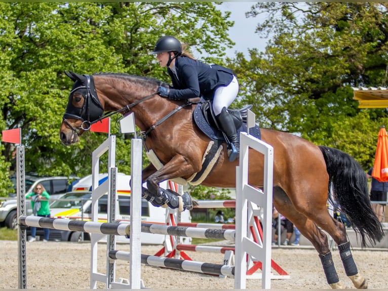 KWPN Merrie 16 Jaar 170 cm Bruin in Straß