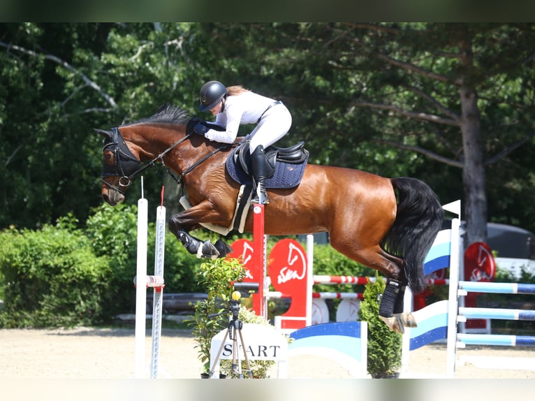 KWPN Merrie 16 Jaar 170 cm Bruin in Straß