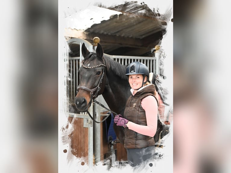 KWPN Merrie 16 Jaar 172 cm Donkerbruin in Cromvoirt