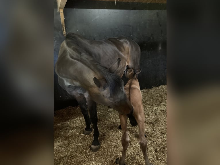 KWPN Merrie 16 Jaar 172 cm Donkerbruin in Cromvoirt