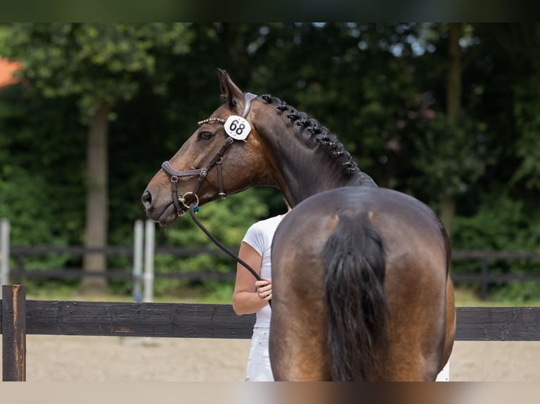 KWPN Merrie 16 Jaar 172 cm Donkerbruin in Cromvoirt