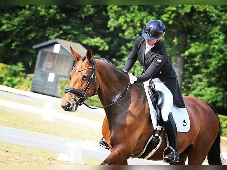 KWPN Merrie 16 Jaar 173 cm Bruin in Heiloo