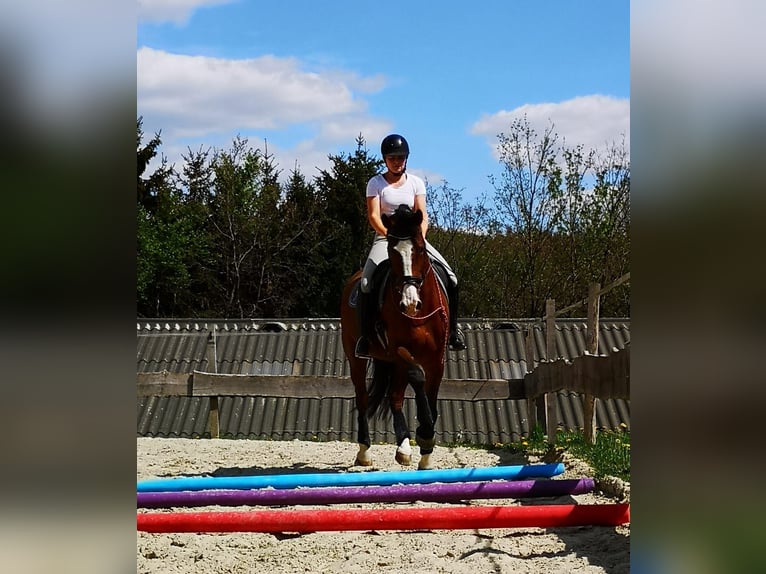KWPN Merrie 16 Jaar 173 cm Bruin in Kirchhundem