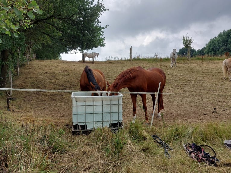 KWPN Merrie 16 Jaar 173 cm Bruin in Kirchhundem