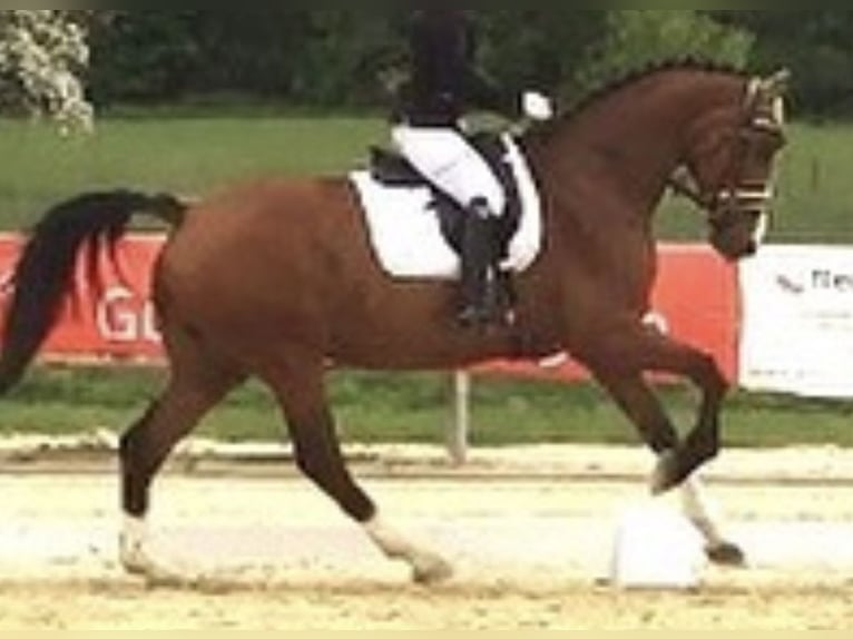 KWPN Merrie 16 Jaar 173 cm Bruin in Kirchhundem