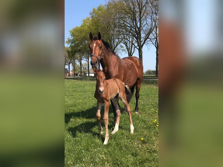 KWPN Merrie 16 Jaar 174 cm Bruin in Venray