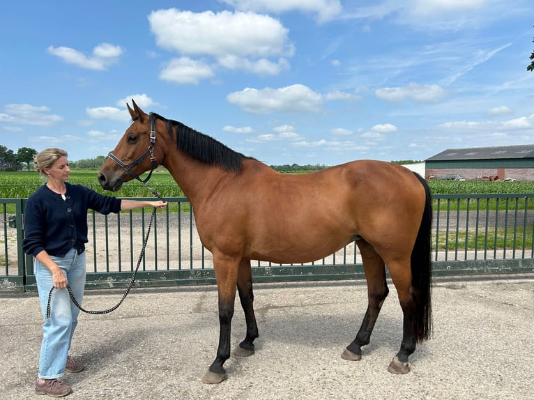 KWPN Merrie 16 Jaar 174 cm Bruin in Venray