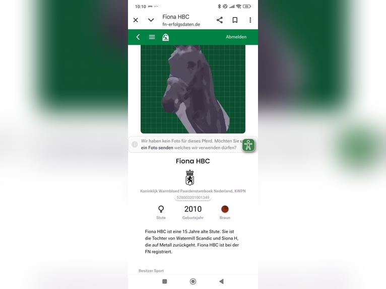 KWPN Merrie 16 Jaar 174 cm Bruin in Idstein