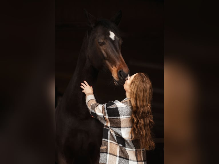 KWPN Merrie 16 Jaar 174 cm Bruin in Idstein