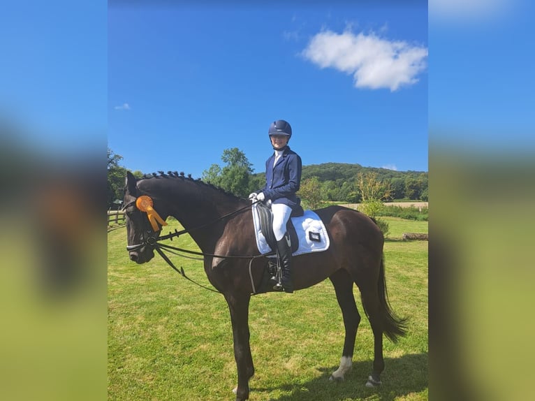 KWPN Merrie 16 Jaar 174 cm Donkerbruin in Deensen