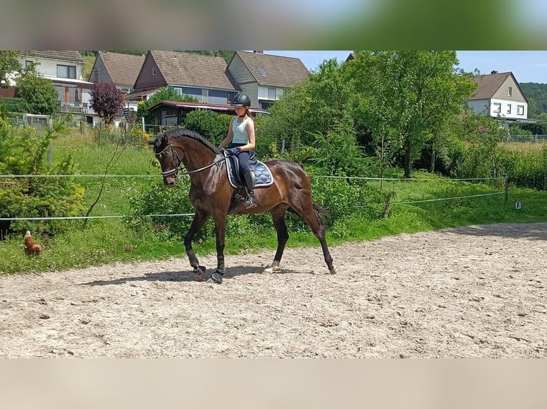 KWPN Merrie 16 Jaar 174 cm Donkerbruin in Deensen