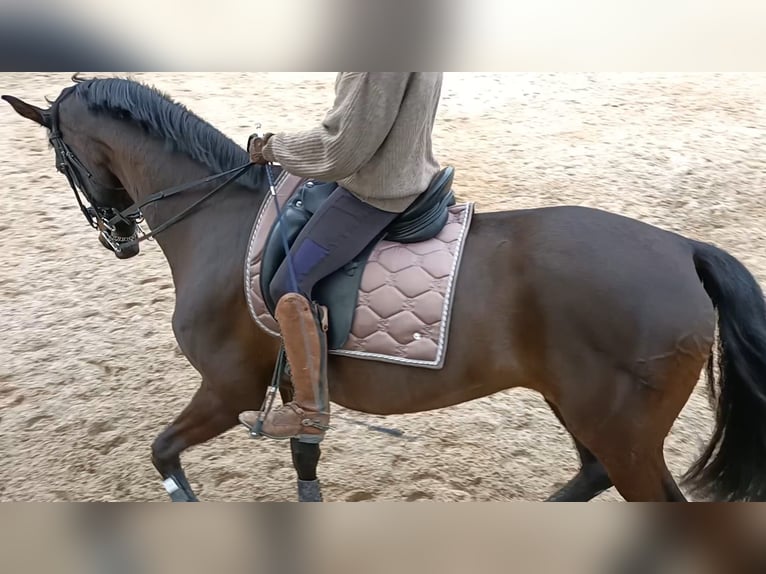 KWPN Merrie 16 Jaar 174 cm Donkerbruin in Deensen