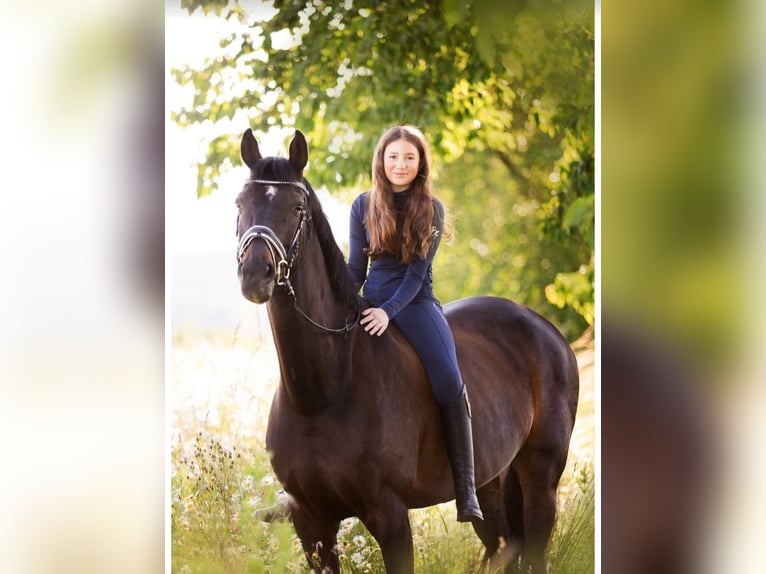 KWPN Merrie 16 Jaar 174 cm Donkerbruin in Deensen