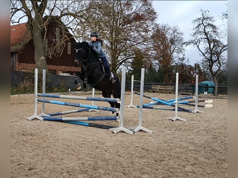 KWPN Merrie 16 Jaar 174 cm Donkerbruin in Deensen