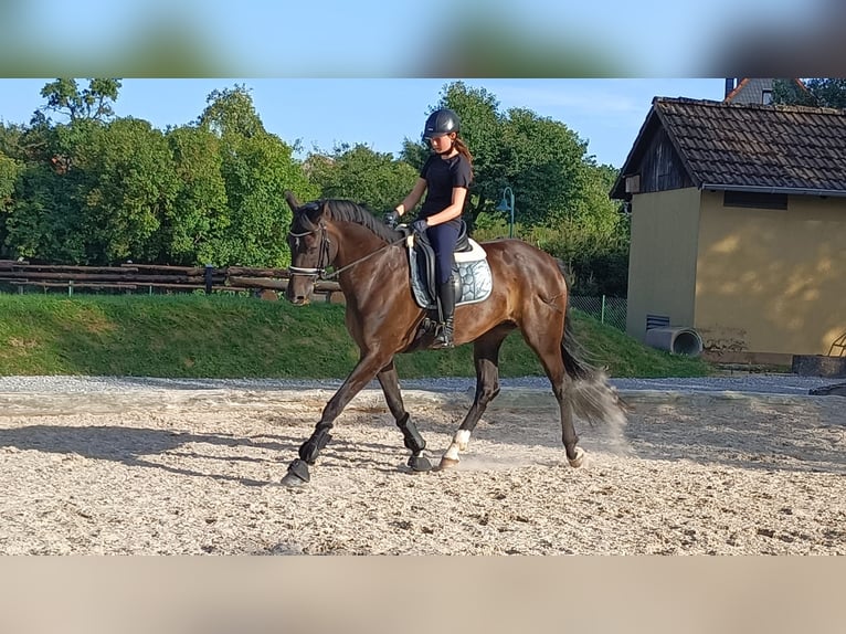 KWPN Merrie 16 Jaar 174 cm Donkerbruin in Deensen