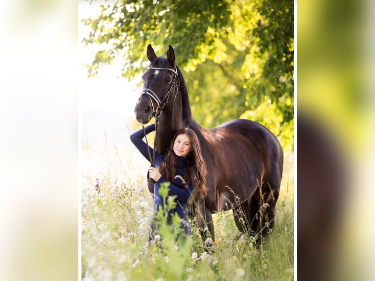 KWPN Merrie 16 Jaar 174 cm Donkerbruin in Deensen