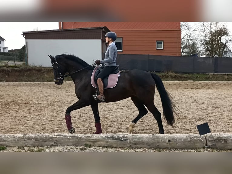 KWPN Merrie 16 Jaar 174 cm Donkerbruin in Deensen