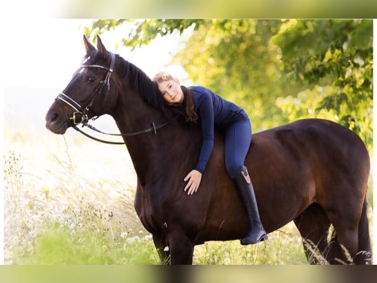 KWPN Merrie 16 Jaar 174 cm Donkerbruin in Deensen