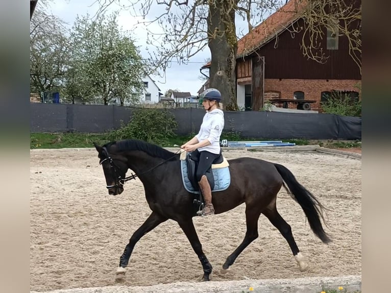 KWPN Merrie 16 Jaar 174 cm Donkerbruin in Deensen