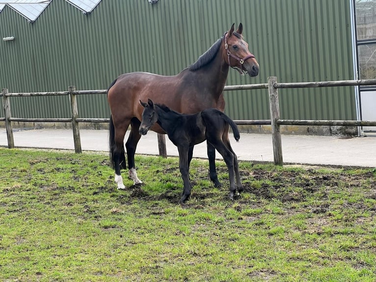 KWPN Merrie 16 Jaar 174 cm Donkerbruin in Vierpolders